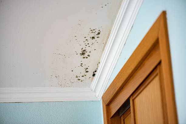 Why You Should Choose Our Mold Remediation Services in Berkeley, MO